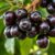 Jabuticaba – zdrowe owoce z Brazylii, właściwości i zastosowanie