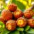 Sapodilla – zdrowotne właściwości i zastosowanie owocu w diecie